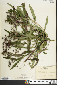 Vernonia noveboracensis image