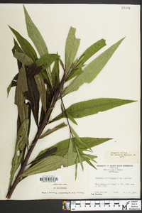 Vernonia noveboracensis image