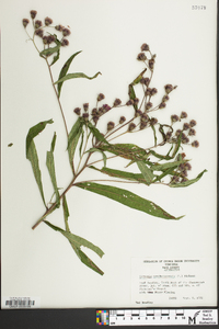 Vernonia noveboracensis image