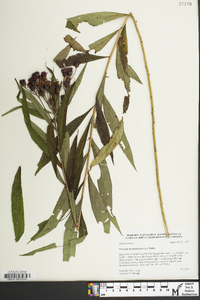 Vernonia noveboracensis image