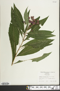 Vernonia noveboracensis image