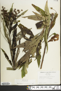 Vernonia noveboracensis image