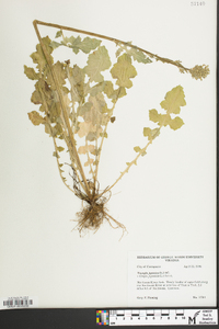 Youngia japonica image