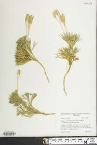 Diphasiastrum tristachyum image