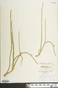 Lycopodiella appressa image