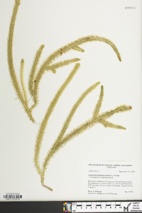 Lycopodiella alopecuroides image