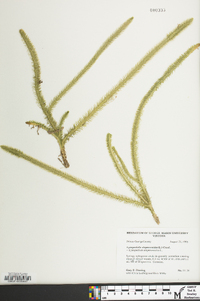 Lycopodiella alopecuroides image