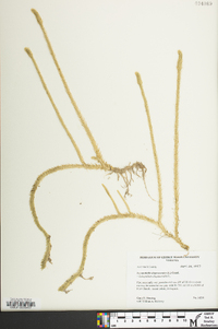 Lycopodiella alopecuroides image