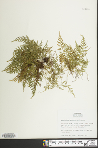 Asplenium montanum image