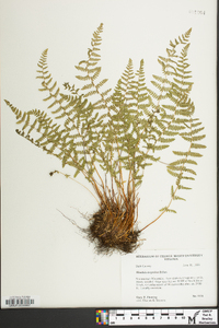 Woodsia appalachiana image