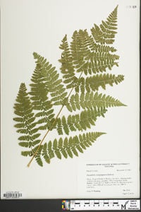 Dryopteris campyloptera image