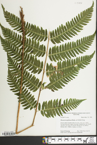 Dryopteris goldieana image