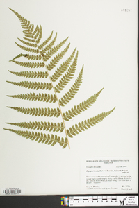 Dryopteris celsa image