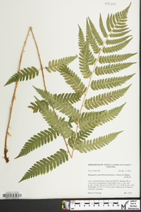 Dryopteris celsa image