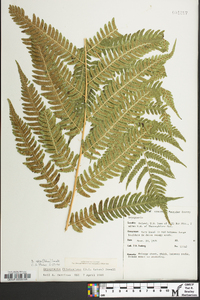 Dryopteris celsa image