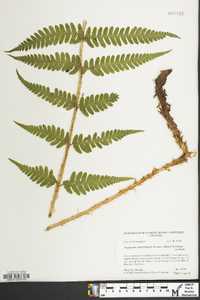 Dryopteris celsa image