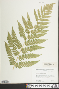 Dryopteris celsa image