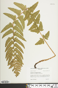 Dryopteris x slossoniae image