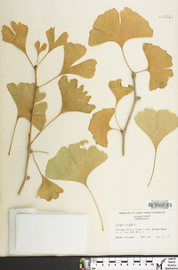 Ginkgo biloba image