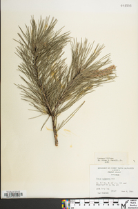 Pinus echinata image