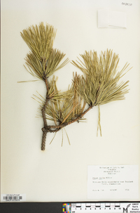 Pinus rigida image