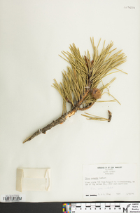 Pinus pungens image