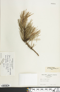 Pinus echinata image