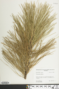 Pinus serotina image