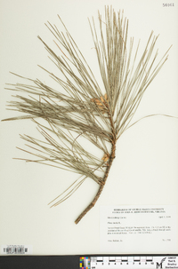 Pinus taeda image