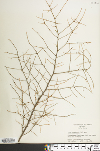 Tsuga canadensis image