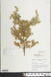 Juniperus communis var. depressa image