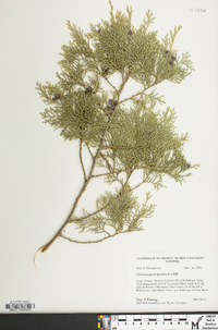 Chamaecyparis thyoides image