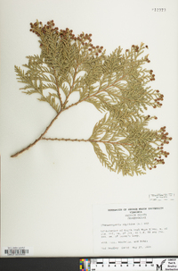 Chamaecyparis thyoides image