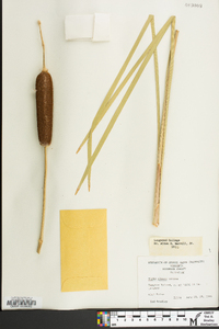 Typha × glauca image