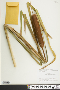 Typha domingensis image