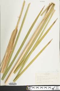 Typha domingensis image