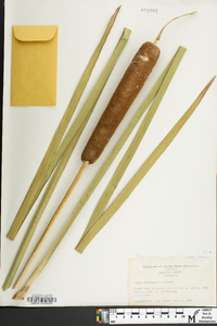 Typha domingensis image