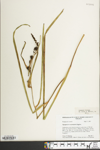 Sparganium eurycarpum image