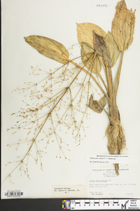 Alisma subcordatum image