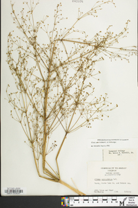 Alisma subcordatum image