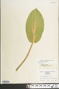 Alisma subcordatum image