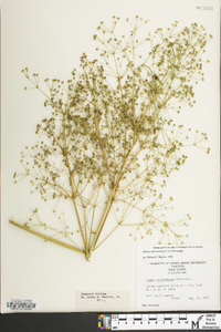 Alisma subcordatum image