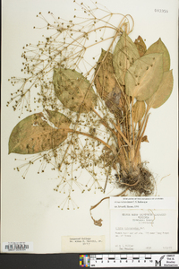 Alisma subcordatum image