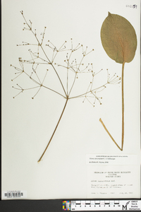 Alisma subcordatum image