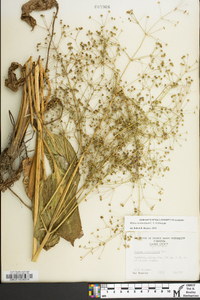 Alisma subcordatum image