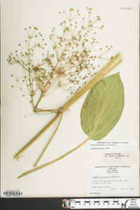 Alisma subcordatum image