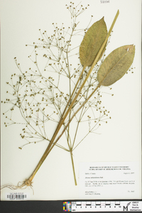 Alisma subcordatum image