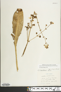 Sagittaria lancifolia var. media image