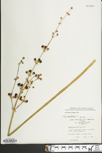 Sagittaria lancifolia var. media image