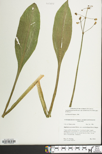 Sagittaria graminea image